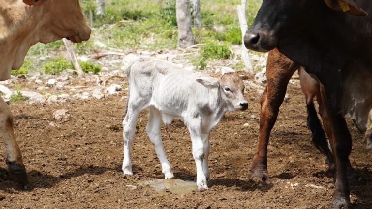 Mil ranchos de Yucatán contarán con nacimiento de becerros por inseminación artificial