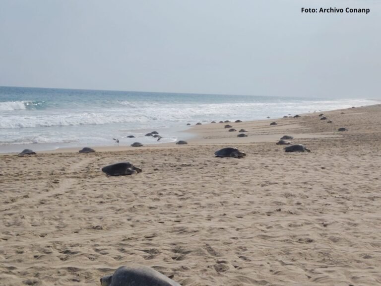 Ejército de tortugas golfina arriba al Santuario Playa Escobilla
