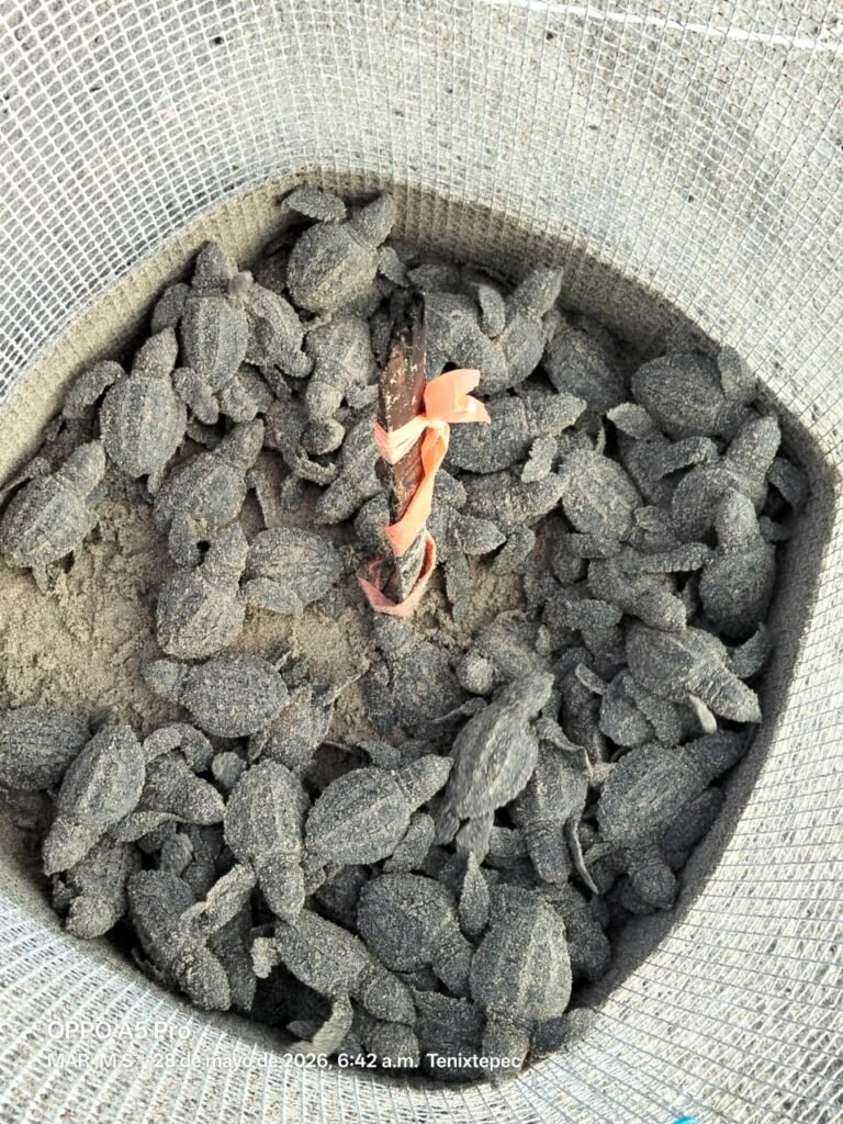Miles de tortugas marinas anidan en playas de Veracruz