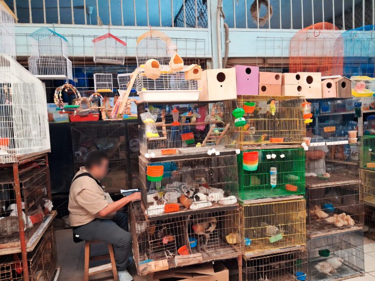 Profepa da golpe en Mercado Lucas de Gálvez; asegura decenas de animales silvestres