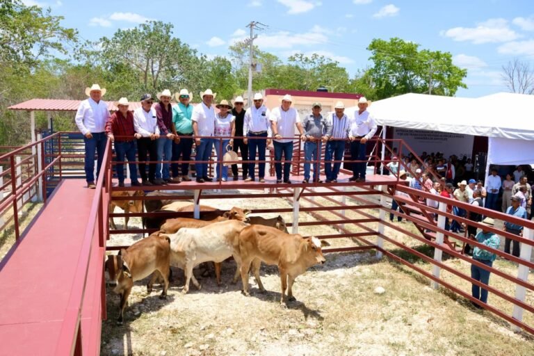 Yucatán hace frente a sequía en sector pecuario