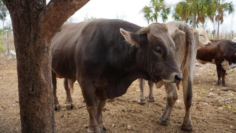 Rescate de vientres bovinos en Yucatán, opción de solidez económica