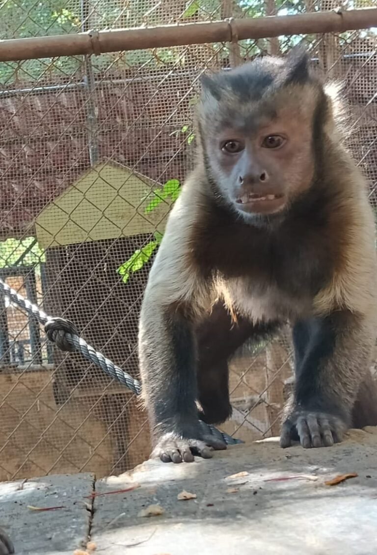 Escapa Mono Capuchino del zoológico el Centenario
