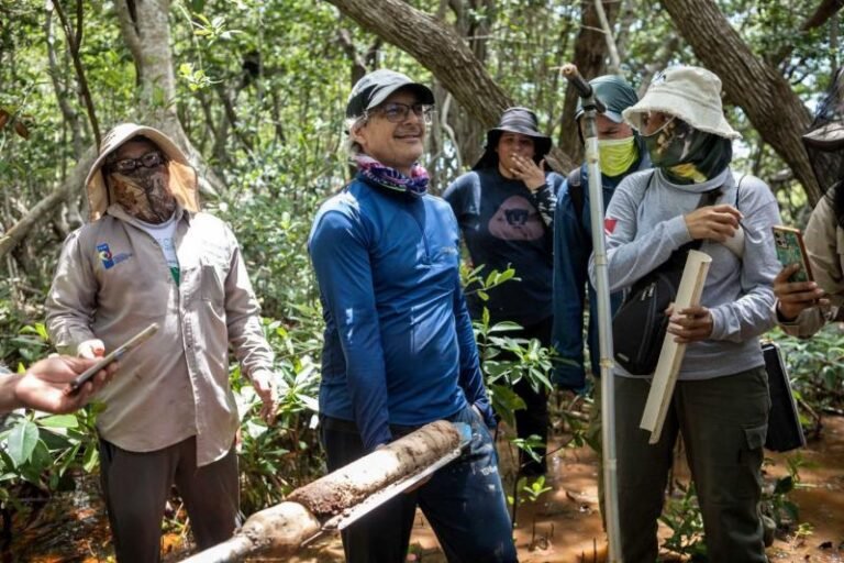 Frenarán deterioro de ecosistemas en costa yucateca con red de carbono azul