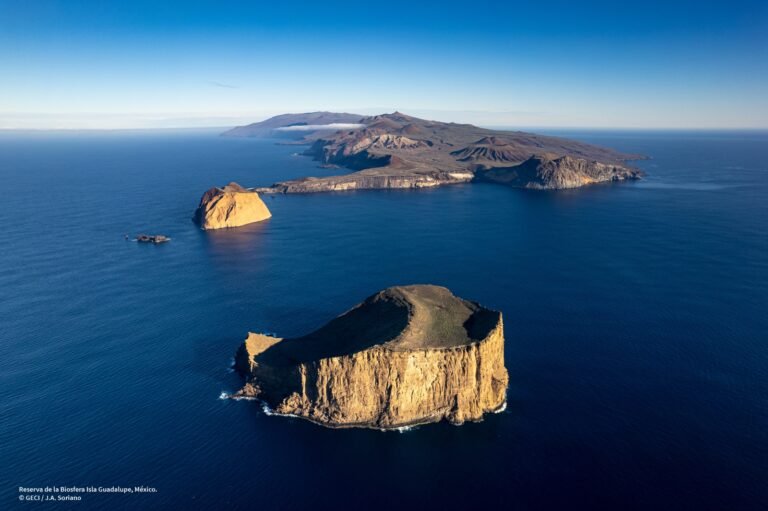 Impulsan gestión circular de residuos y conservación de biodiversidad en Isla Guadalupe