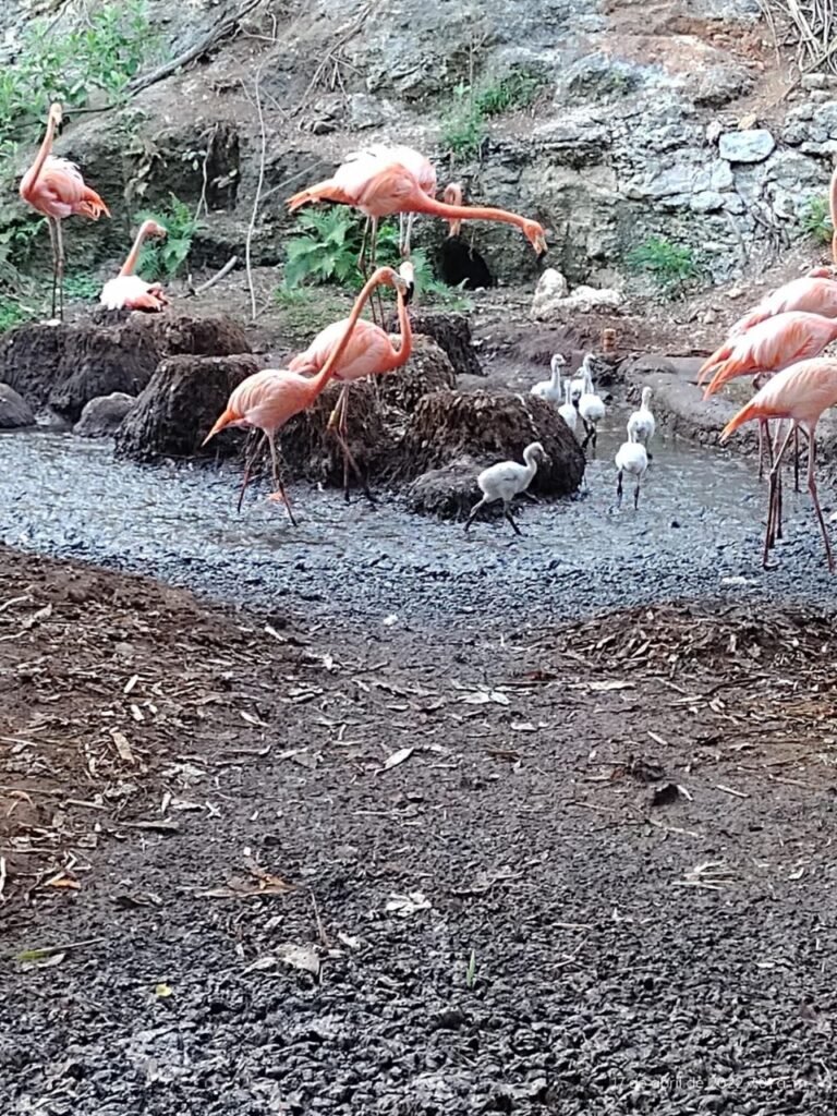 Nace media docena de flamencos en Zoológico