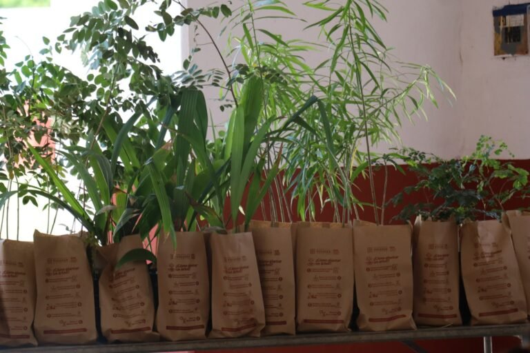Restauran Tepakán con árboles y plantas nativas