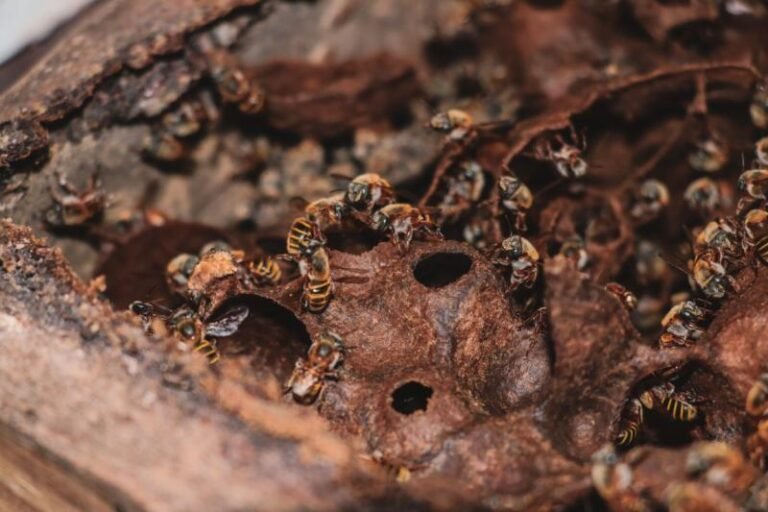 Corte resolverá sobre Cenotes y abejas, como sujetos de derechos