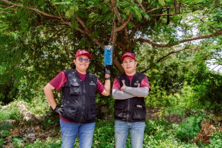 Revisión de heridas, clave para prevenir gusano barrenador