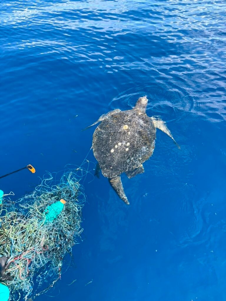 Redes Fantasma, una de las mayores amenazas en ecosistemas marinos