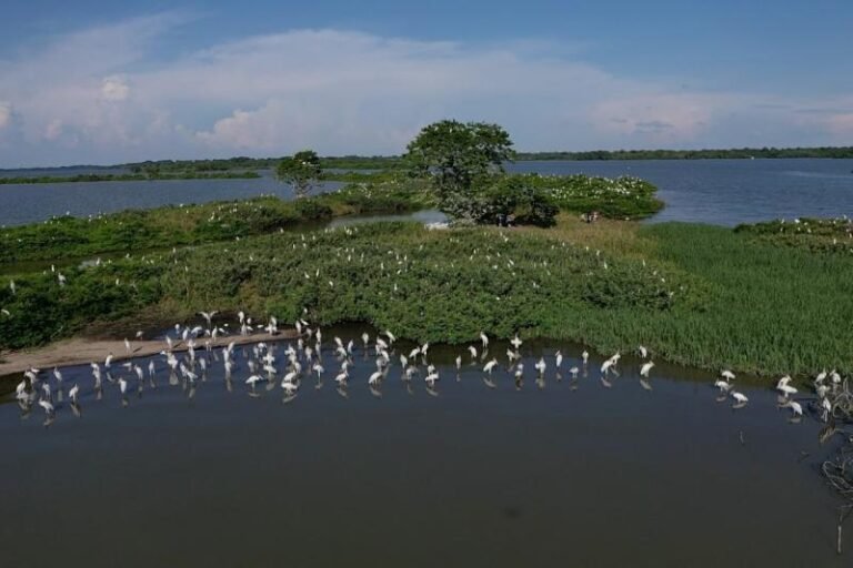Pérdida de manglar en México, pega más en Península de Yucatán