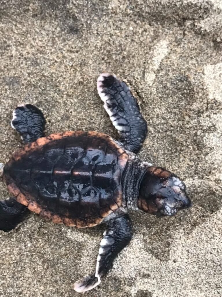 Nace tortuga caguama en la Reserva de la Biosfera Los Tuxtlas