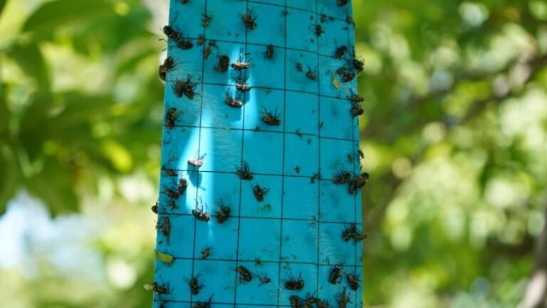 Yucatán registra 37 casos de gusano barrenador en humanos