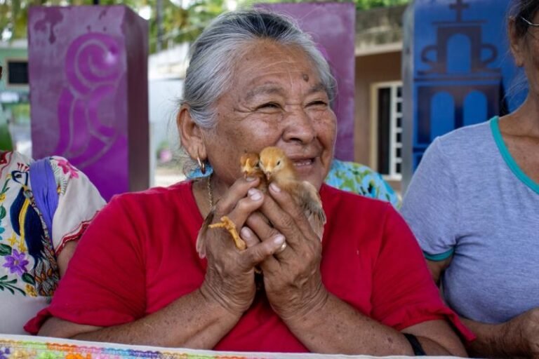 Reciben del DIF Yucatán, dos mil 178 pollitas ponedoras