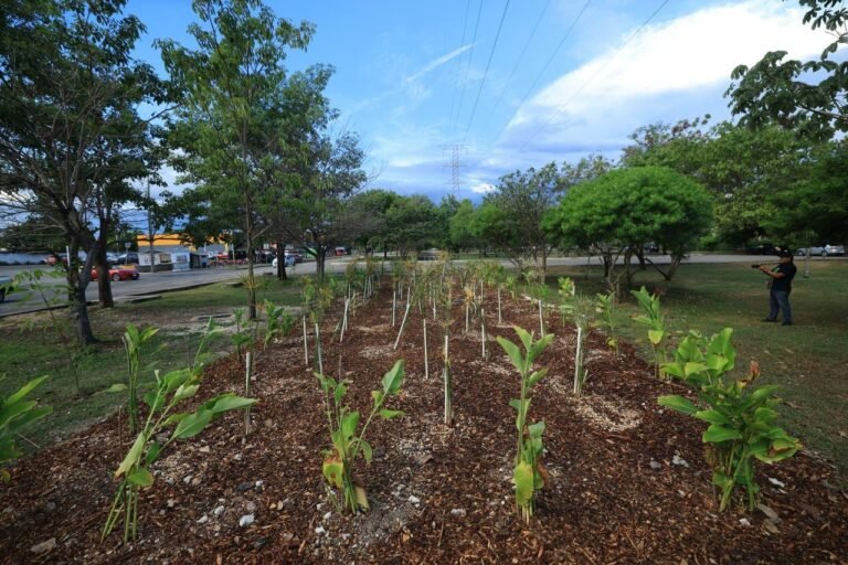 Primer Jardín de Lluvia en Mérida evitará encharcamientos