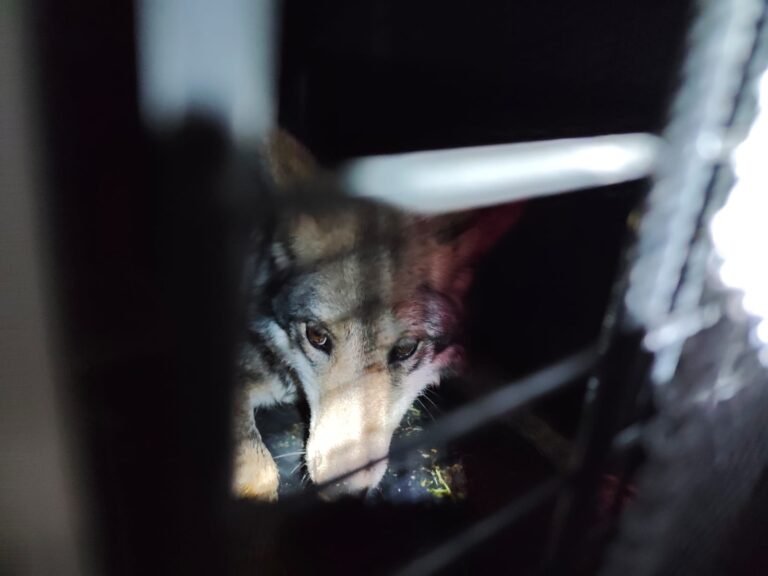 Aullido del Lobo Gris Vuelve a Resonar en la Sierra Madre