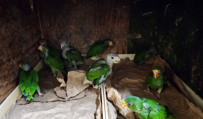 Yucatán, epicentro del tráfico ilegal de loros
