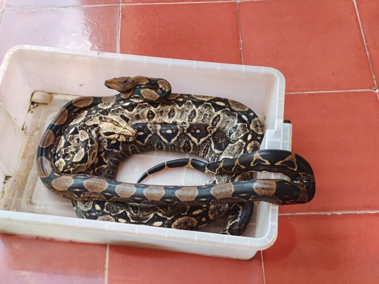 Si te pica una serpiente, retira anillos y pulseras; no apliques torniquete, no cortes la herida, no succiones el veneno, no pongas alcohol ni hielo