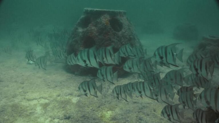 Aseguran tres embarcaciones en Áreas Naturales Protegidas de Yucatán