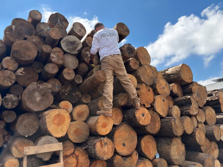 Operativo forestal deja 32 clausuras