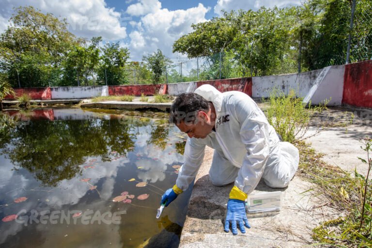 Desechos porcinos amenazan la calidad del agua en Yucatán