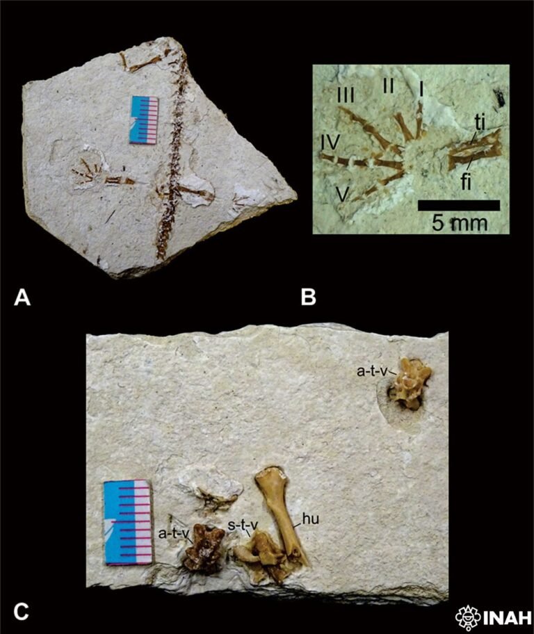 En ciclo de conferencias describirán nueva especie de salamandra fósil